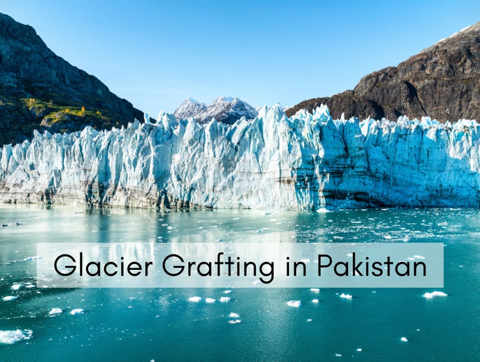 Glacier Grafting in Pakistan