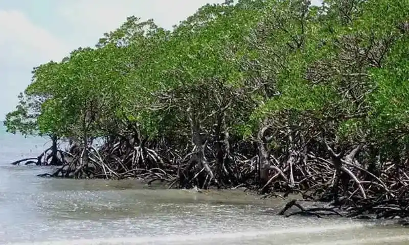 mangroves
