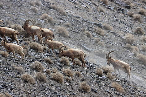 Wildlife in Karakoram and Hindukush Region