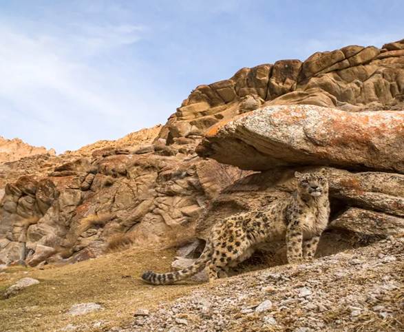 Wildlife in Karakoram and Hindukush Region