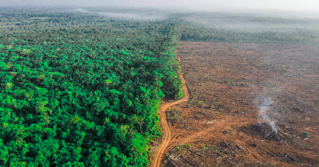 Deforestation Threatening Protection Forests — Aerial View of Forest Loss and Habitat Destruction protection forests